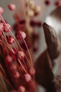Kaboompics - Pink Flax Pods And Dark Dried Leaf Close Up