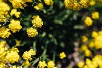 Kaboompics - Yellow Wildflowers Framing Dark Botanical Copy Space