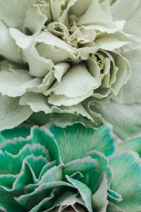 Kaboompics - Colorful carnations flowers - Dianthus caryophyllus