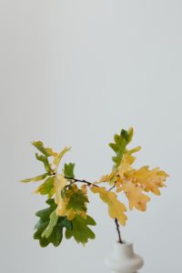 Kaboompics - Close Up of Green and Yellow Oak Leaves on a Branch