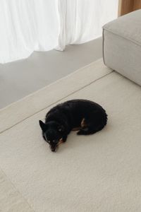 Kaboompics - Black and Tan Dog Napping on a Neutral Rug with Copy Space