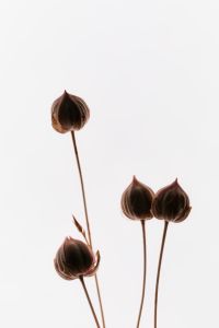 Kaboompics - Delicate Dried Flower Stems With Negative Space Composition