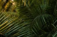 Kaboompics - Dense Tropical Palm Fronds Background