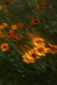 Kaboompics - Orange Flowers in a Garden