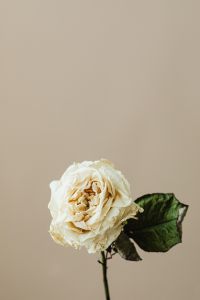 Kaboompics - Dried White Rose With Green Leaf