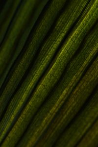 Kaboompics - Palm Leaf Detail With Warm Light And Natural Texture
