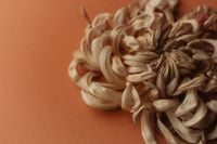 Kaboompics - Cream Chrysanthemum Macro with Curled Petals