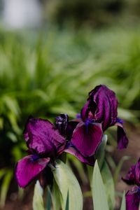 Kaboompics - Iris Blooms and Garden Foliage at Real Jardin Botanico