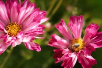 Kaboompics - Two Pink Cosmos Flowers Close-Up