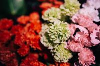 Kaboompics - Close-ups of flowers