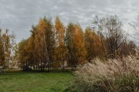 Kaboompics - Golden Birch Grove and Tall Grass in an Autumn Meadow