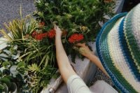 Kaboompics - Overhead Woman Tending Red Berries and Garden Greenery
