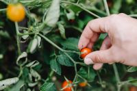 Kaboompics - Close-Up of a Hand Picking a Ripe Cherry Tomato from the Garden Vine