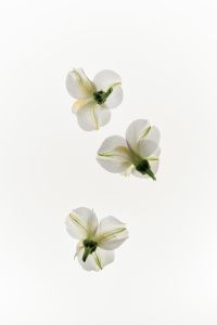 Kaboompics - Three White Blossoms in a Vertical Minimal Composition with Copy Space