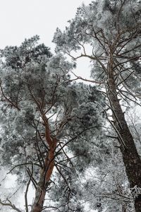 Frosted Winter Forest Photography: Snowy Trees, Woodland Paths And Hoarfrost