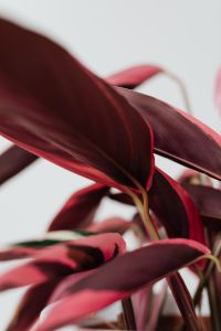 Kaboompics - Calathea Triostar With Decorative Variegated Leaves