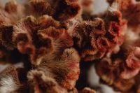 Kaboompics - Warm Brown Dried Flower Macro with Soft Focus