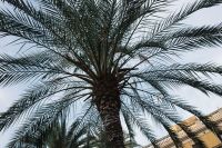Kaboompics - Palm trees in Spain