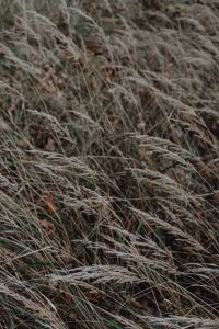Kaboompics - Close Up of Dew Covered Meadow Grass
