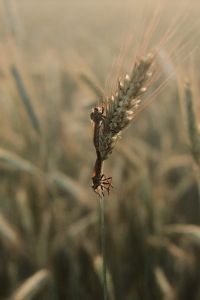 Kaboompics - Single Grain Head Against Blurred Meadow Background