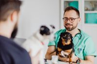 Kaboompics - Smiling Veterinarian Holding a Small Black Dog During a Pet Care Visit