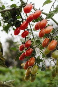 Kaboompics - Red Rose Hips on Garden Branch