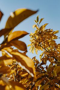 Kaboompics - Magnolia Canopy with Blue-Sky Copy Space