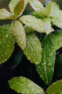 Kaboompics - Pale Green Leaves Covered with Raindrops