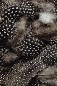 Kaboompics - Layered Spotted Feathers and Gray Down in a Natural Arrangement