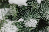Kaboompics - Evergreen Branches Layered With Fresh Snow