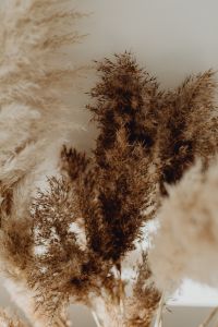 Kaboompics - Pampas Grass In A Vase