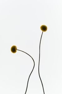 Kaboompics - Minimal Yellow Craspedia Flowers On Thin Stems