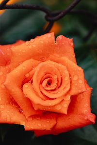 Kaboompics - Macro Orange Rose Covered with Water Droplets