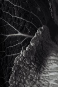 Kaboompics - Black and White Savoy Cabbage Leaf Texture, Botanical Macro