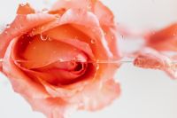 Kaboompics - Horizontal Pink Rose Floating in Water with Copy Space