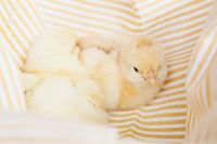 Kaboompics - Yellow Baby Chick in a Striped Basket