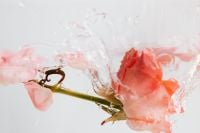 Kaboompics - Pink Rose in Clear Water with a Splash, Floral Background