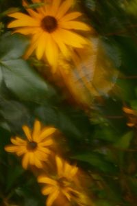 Kaboompics - Orange Flowers with Double Exposure Motion Blur