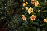 Kaboompics - Yellow Flowers on Dark Green Foliage