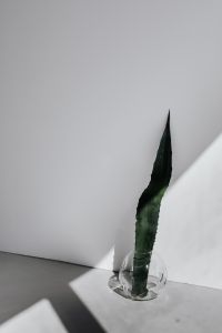 Kaboompics - Sculptural Agave Leaf In Sunlit Corner With Reflective Glass Vase