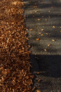 Kaboompics - Fallen Autumn Leaves Along the Edge of an Asphalt Road