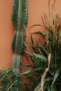 Kaboompics - Cactus and Ornamental Grass Against Terracotta Wall