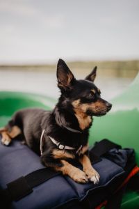 Kaboompics - Happy dog in a kayak