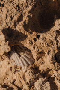 Kaboompics - Porous Stone with Deep Cavities and a Layered Shell Fragment