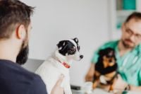 Kaboompics - Small White Dog with Red Collar at a Veterinary Appointment, Vet and Pet Owner