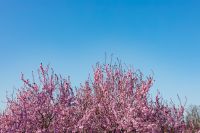 Kaboompics - Pink Cherry Plum Branches Framing a Blue Sky Background