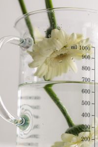 Kaboompics - Two White Gerberas in a Glass Measuring Cup