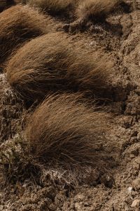 Kaboompics - Dry Coastal Grass Growing Among Limestone Rocks