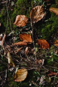 Kaboompics - Dry Brown Leaves Framed by Green Woodland Bokeh