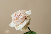 Kaboompics - Dried White Rose On Beige Background